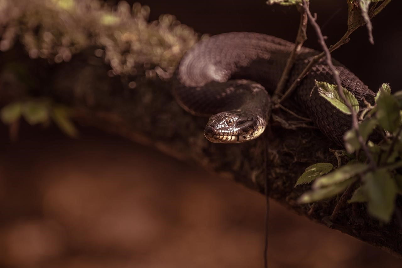 Snake Charmer's Delight: VERTU's Fascination with the Cobra