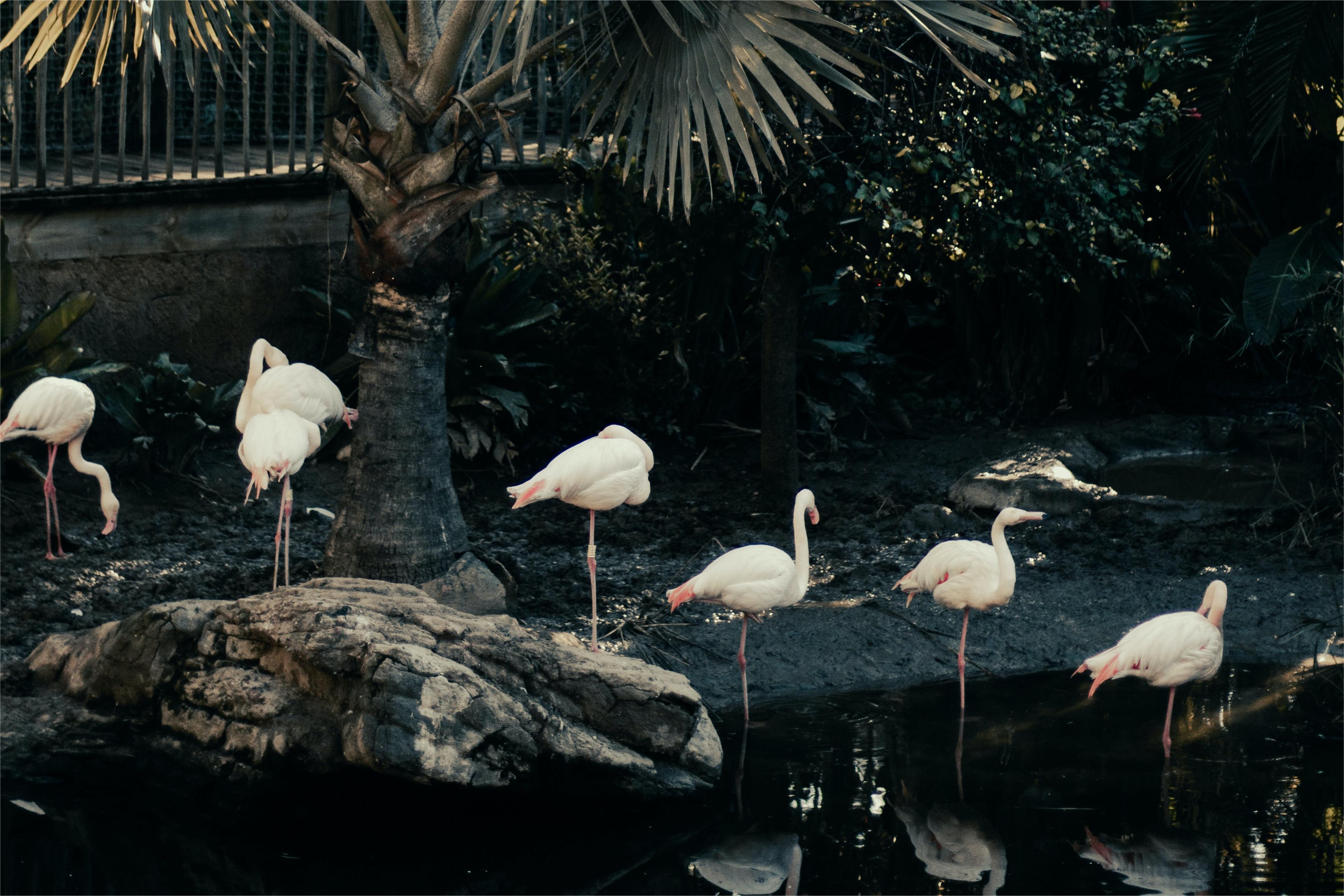Unveiling VERTU Concierge: Sent 50 Flamingos Soaring to London